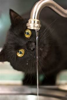 Kitchen Sink Faucets